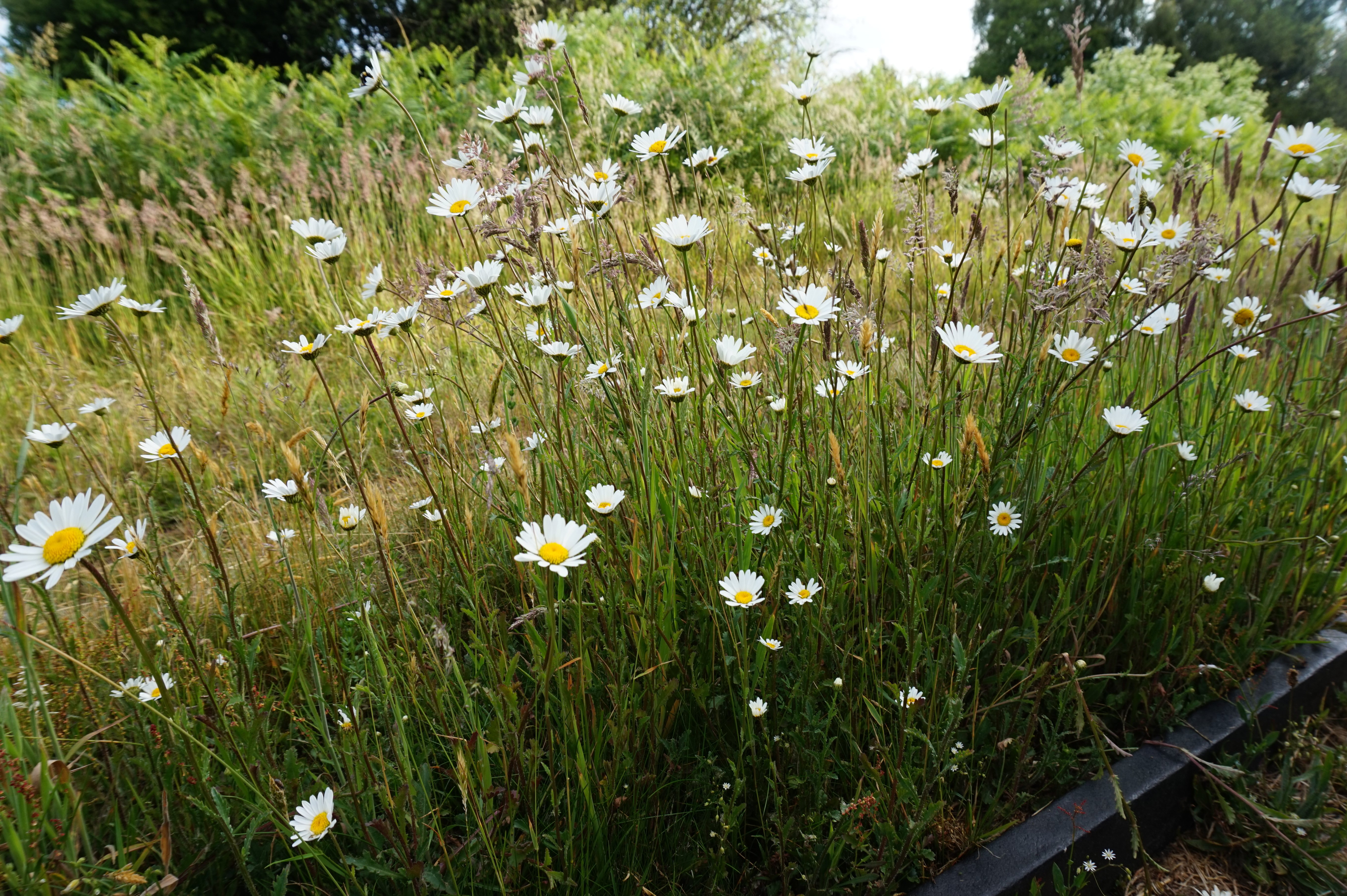 Five ways to create and maintain peer relationships online