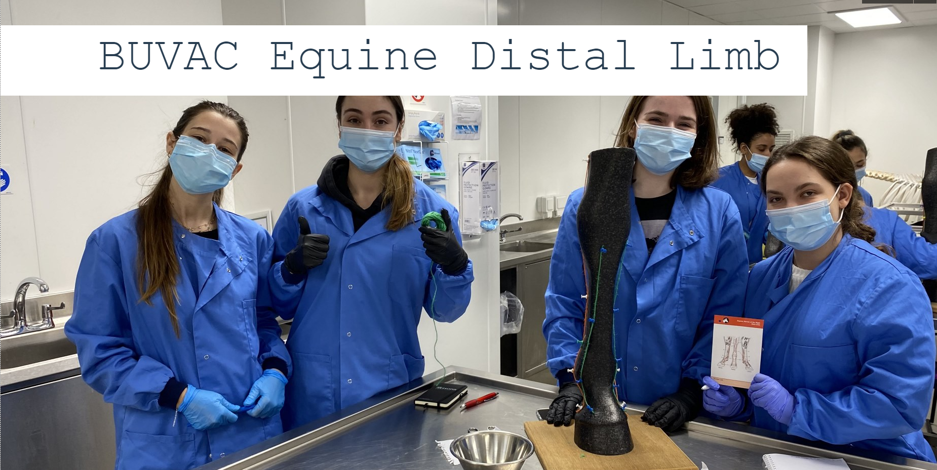 Student-run success story: The Anatomy Club