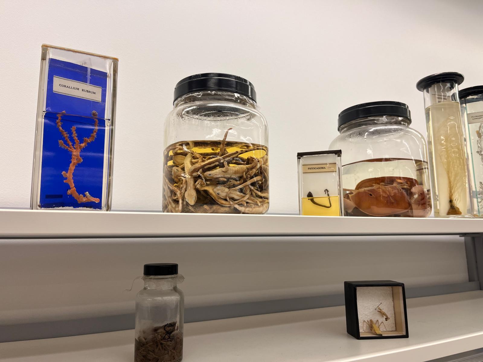 Demonstrators Assemble: a pedagogical approach to the demonstrators’ Briefing in the School of Biological Sciences 